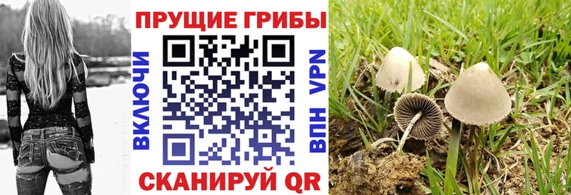 ссылка на мегу маркетплейс  цена   Бийск  Галлюциногенные грибы MAGIC MUSHROOMS 